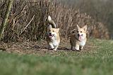 CORGI PEMBROKE 812